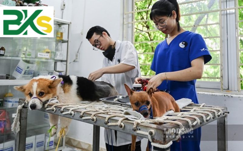 Mục tiêu đào tạo Cao đẳng Thú y liên thông