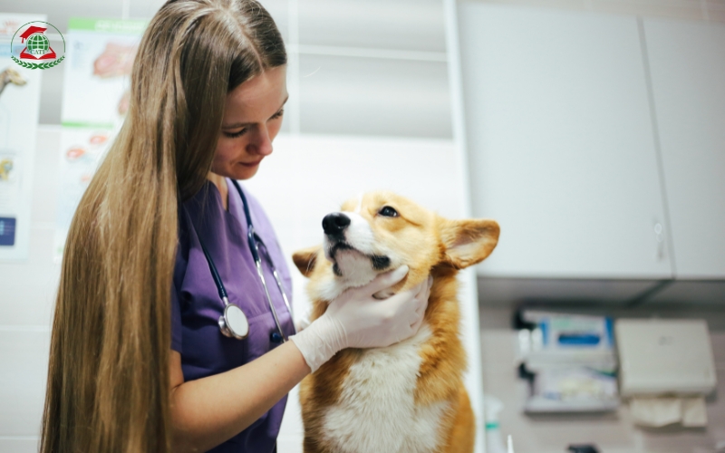 Mục tiêu đào tạo Cao đẳng Thú y liên thông tại Cati