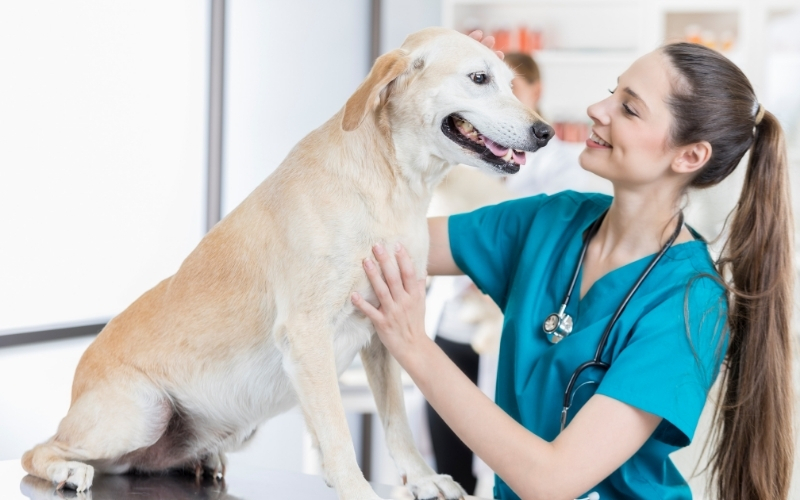Mức lương khởi điểm sau khi tốt nghiệp Trung cấp Thú y