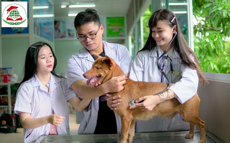 Công việc sau khi học Trường đào tạo Trung cấp Thú y làm những gì?