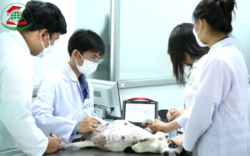 Các Trường đào tạo Trung cấp Thú Y TP. HCM uy tín hiện nay