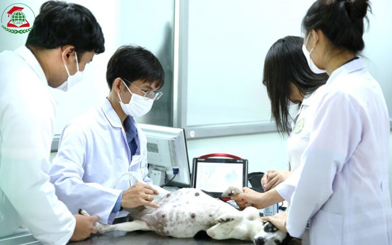 Tại sao nên chọn học Trung cấp Thú y Từ xa tại Học viện Cati