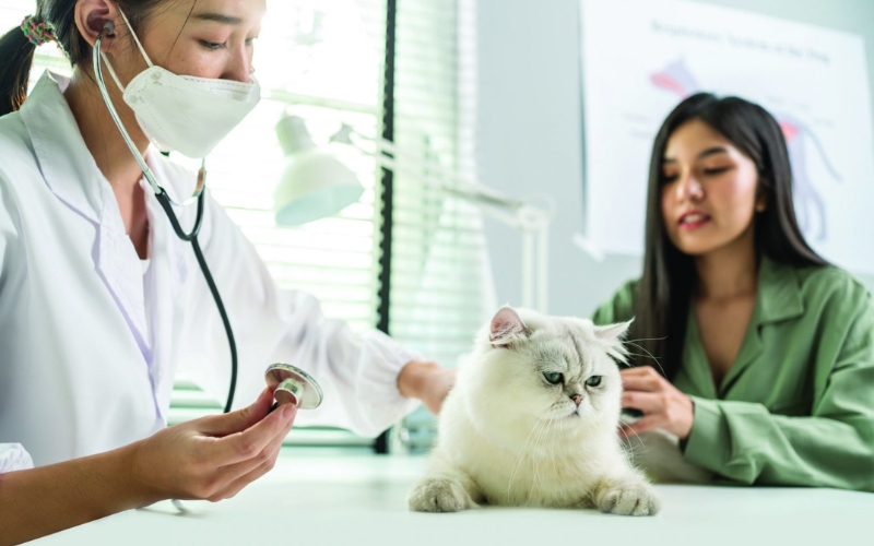 Học Trung cấp Thú y Cấp tốc ra trường làm gì?