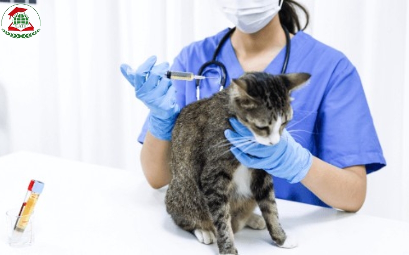 Trung cấp Thú y chính quy học bao lâu ra trường?