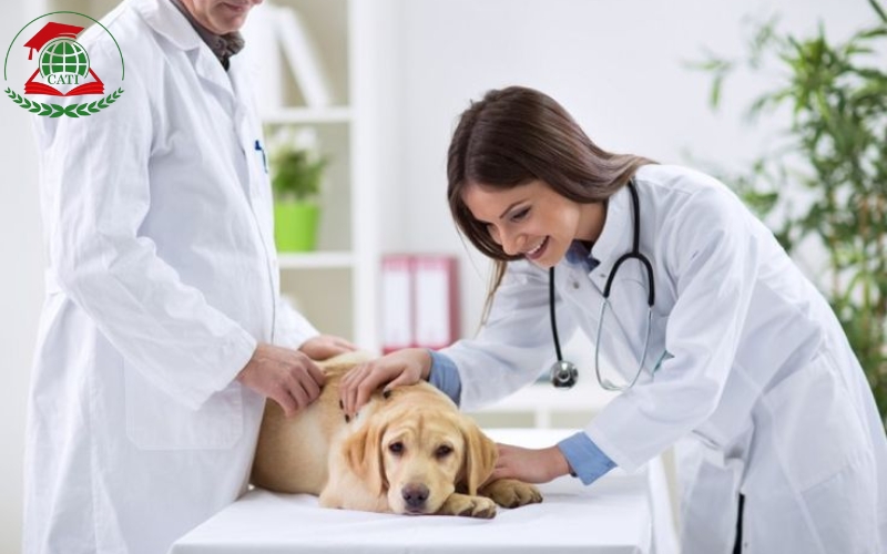 Học phí khi học chương trình liên thông Cao đẳng Thú Y