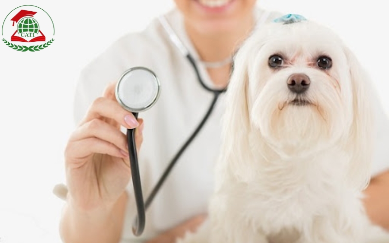 Học phí và thời gian Học online Văn bằng 2 Trung cấp Thú y