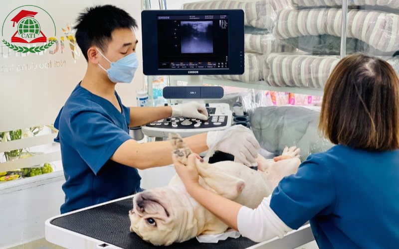 Tiêu chí để chọn trường học Văn bằng 2 Trung cấp Thú y