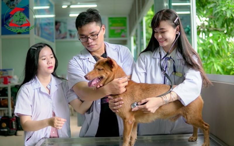 Trường học Liên thông Cao đẳng Thú Y chất lượng