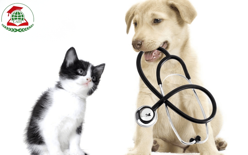 Mức học phí Trung cấp Thú y Online trong năm nay