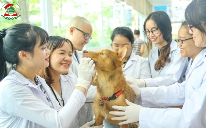 Học liên thông Cao đẳng Thú Y Từ xa mất bao lâu? Có phải nghỉ việc không?