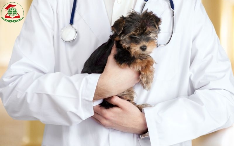 Thời gian học Trung cấp Thú y Online là bao lâu?