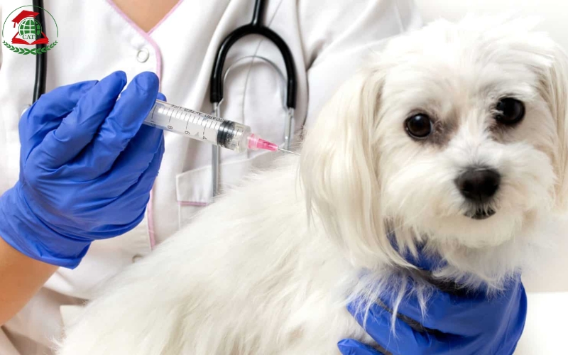 Nội dung học Cao đẳng ngành Thú y tại Học viên Cati