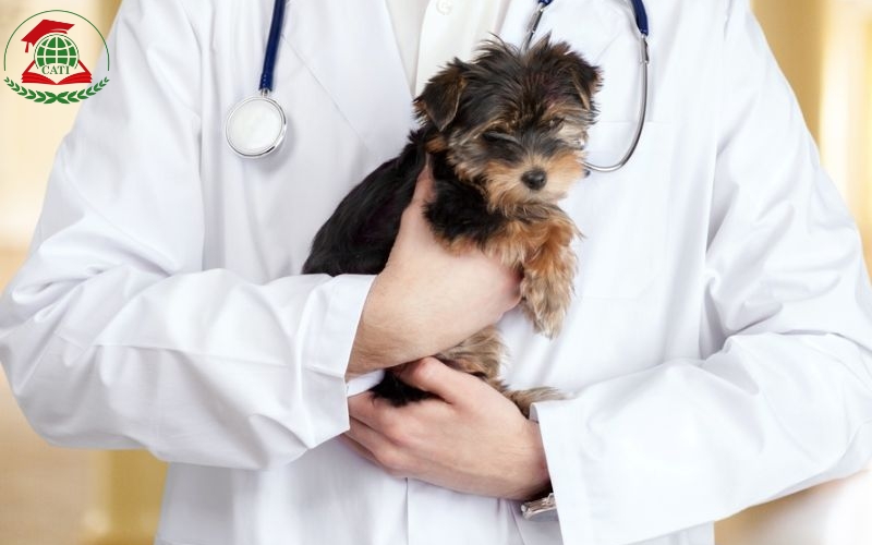 Trường đào tạo Cao đẳng Thú y từ xa nào uy tín nhất?