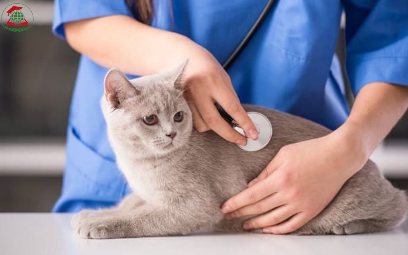 Vì sao nhiều người chọn học Cao đẳng Thú y từ xa?