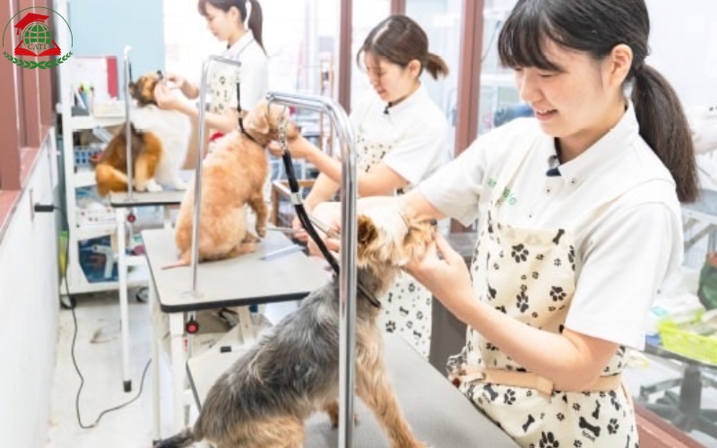 Bằng Văn bằng 2 ngành Bác sĩ Thú y có giá trị không?