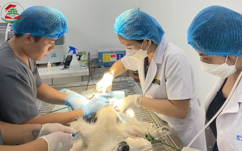 Trường đào tạo Văn bằng 2 ngành Bác sĩ Thú y nổi tiếng nhất TPHCM
