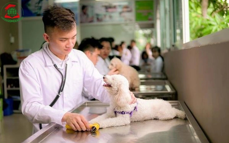 Học Văn bằng 2 ngành Bác sĩ Thú y hệ Từ xa có đảm bảo chất lượng không?