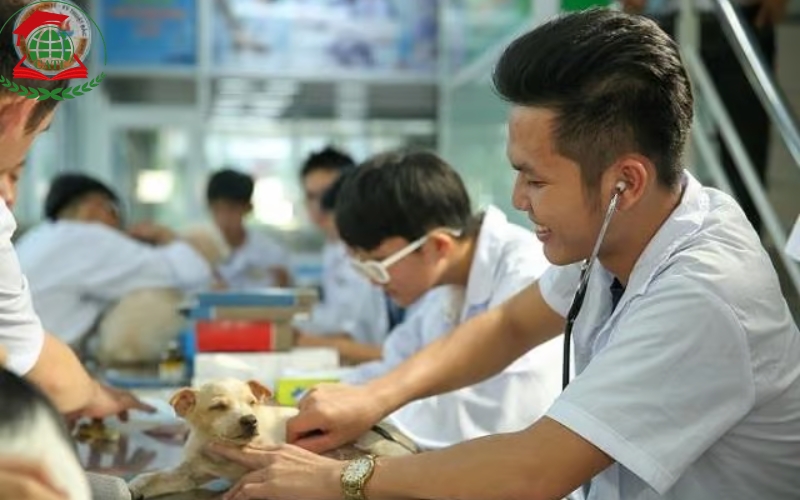 Những điều cần biết trước khi đăng ký Văn bằng 2 ngành Bác sĩ Thú y hệ Từ xa