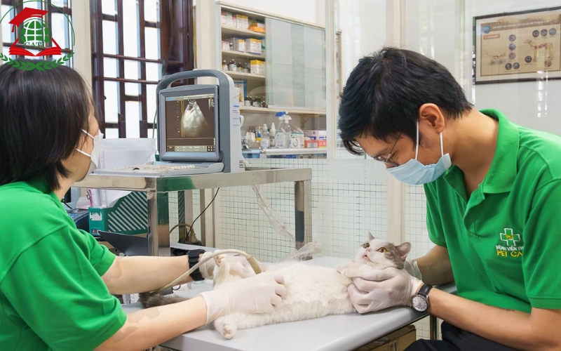 Vì sao nhiều người lựa chọn học Văn bằng 2 ngành Bác sĩ Thú y hệ Từ xa?