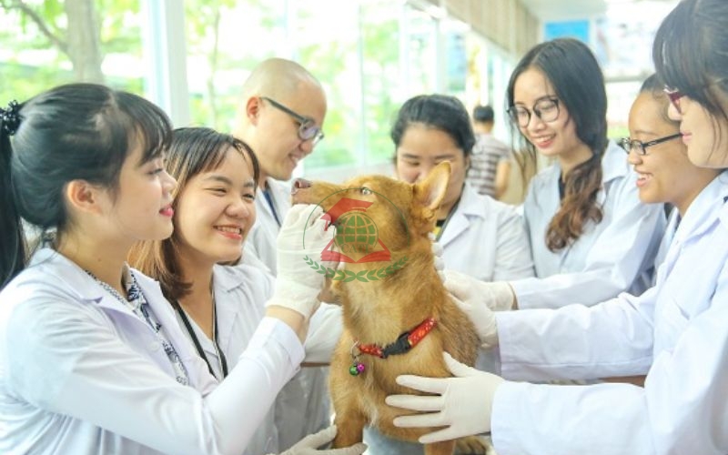 Mức lương ngành Thú y sau khi tốt nghiệp khoảng bao nhiêu?