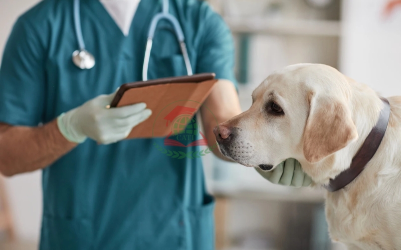Học Liên thông ngành Thú y ra trường làm công việc gì?