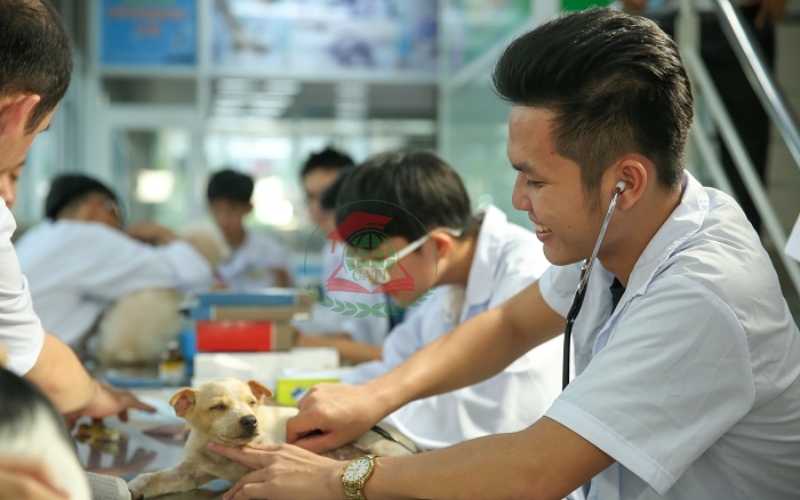 Liên thông ngành Thú y là gì? Ai nên học?