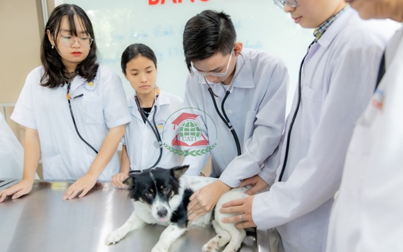 Học Văn bằng 2 Thú y TPHCM trong bao lâu?