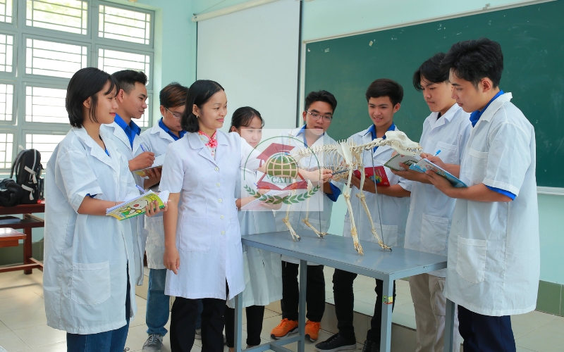 Mua bằng Trung cấp Thú y có bị phát hiện không?