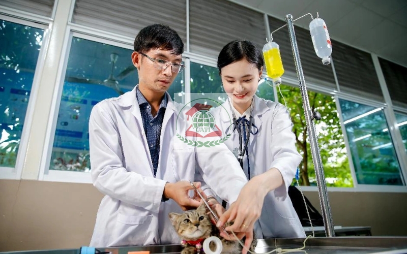Mua bằng Trung cấp Thú y có bị phạt không?